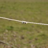 Gallagher Cord verbinder (4) - 019342 019342 - thumbnail