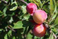 Leipruimenboom 'Victoria' - thumbnail