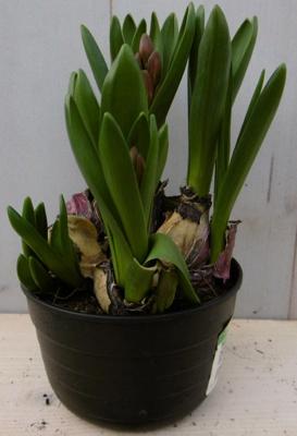 3 stuks! Bolletjes Hyacint multiflora blauw Voorjaarsbollen Warentuin Natuurlijk - Warentuin natuurlijk