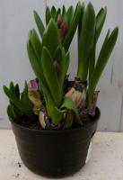 3 stuks! Bolletjes Hyacint multiflora blauw Voorjaarsbollen Warentuin Natuurlijk - Warentuin natuurlijk - thumbnail