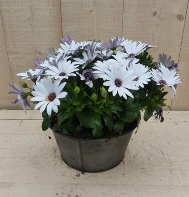 Zinken bakje Spaanse Magriet wit dia. 20 cm Osteospermum Warentuin Natuurlijk - Warentuin natuurlijk