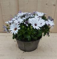 Zinken bakje Spaanse Magriet wit dia. 20 cm Osteospermum Warentuin Natuurlijk - Warentuin natuurlijk - thumbnail
