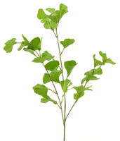 Gingko spray groen 90cm - thumbnail