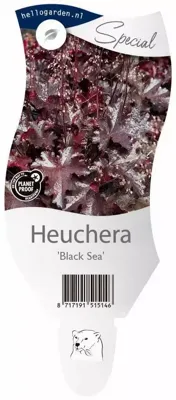 Heuchera Black Sea vaste plant Griffioen - Griffioen Heuchera Black Sea vaste plant Griffioen - Griffioen