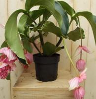 3 stelen en 3 bloemen Trosbloem roze Medinilla Magnifica kamerplant Warentuin Natuurlijk - Warentuin natuurlijk - thumbnail