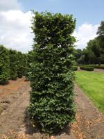 Kant & klaar haag Fagus sylvatica blokhaag H250 x B80 x L80 cm Groene beuk Quickhedge - Quickhedge - thumbnail
