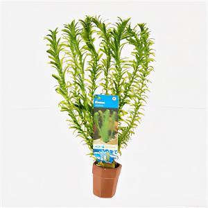 Elodea densa - 10 stuks - aquarium plant Elodea densa - 10 stuks - aquarium plant