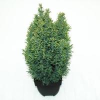 Schijncipres (Chamaecyparis lawsoniana "Snow White") conifeer - thumbnail