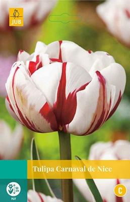 Tulp Carnaval de Nice 5 bollen