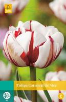 Tulp Carnaval de Nice 5 bollen - thumbnail