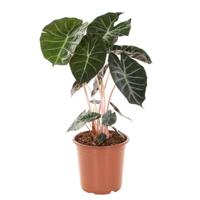 Alocasia Marocco Purple Night - P 21 cm - thumbnail