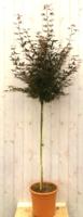 Japanse esdoorn Acer palmatum flink boompje rood blad stamhoogte 100 cm Warentuin Natuurlijk - Warentuin natuurlijk - thumbnail