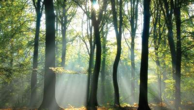 Lichtinval in bos 130x70cm Tuinschilderij Customize-it - Customize it