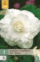 Begonia grandiflora wit - thumbnail