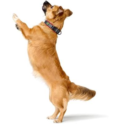 HUNTER Hondenhalsband Maldon, rood/grijs, Maat: XL