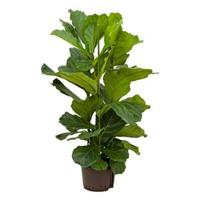 Ficus lyrata 3pp S hydrocultuur plant - thumbnail