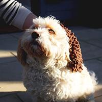 Washandje Dog Gone Smart Bruin (25 x 18 cm) - thumbnail