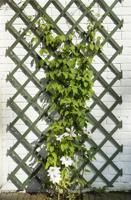 Houten klimrek groen b100h200cm fsc Nature - Nature - thumbnail