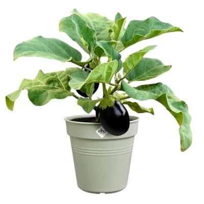 Elho Green Basics Kweekpot Steengroen Ø24cm - thumbnail