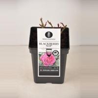 Grootbloemige roos (rosa "Blackberry Nip"®) - C5 - 1 stuks - thumbnail