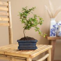 Bonsai Carmona met Blauwe Schaal - P15 - thumbnail