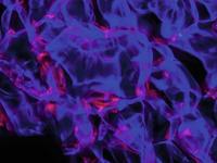 EUROLITE LED WF-40 Water Effect - thumbnail