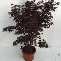 Japanse esdoorn (Acer palmatum "Bloodgood") heester - 100+ cm - 1 stuks - thumbnail