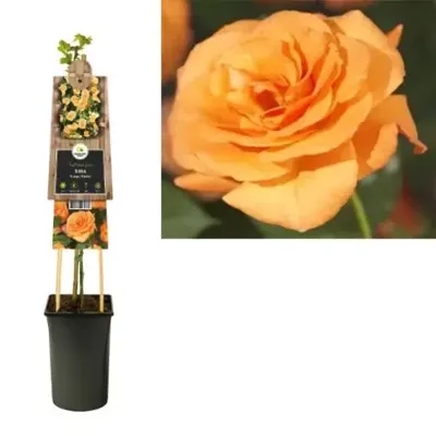 Klimroos Oranje Rosa Orange Climber 75 cm klimplant