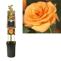 Klimroos Oranje Rosa Orange Climber 75 cm klimplant - thumbnail
