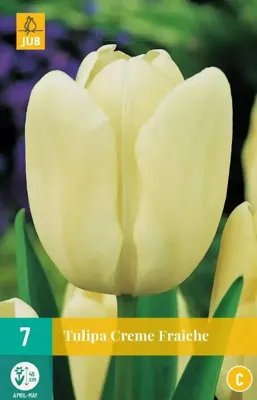 Tulp creme fraiche 7 bollen Tulp creme fraiche 7 bollen