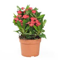 Christusdoorn - Euphorbia Milii - P 12 cm - thumbnail