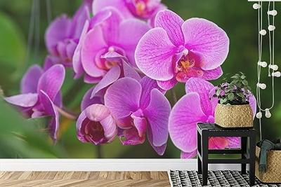 Fotobehang - Roze Orchidee Bloesems, in 11 maten te koop, premium print, incl behanglijm