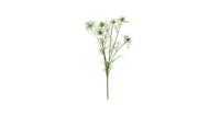 Nigella damascena creme 66cm - thumbnail