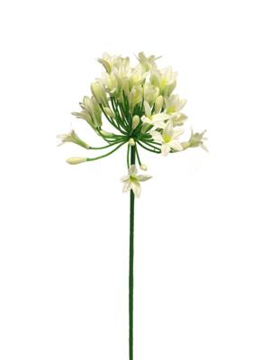 Agapanthus dame crème 75cm