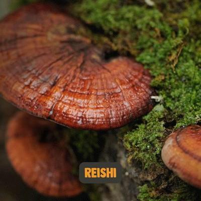 Cupplement Reishi Organic Powder 60Gram Cupplement Reishi Organic Powder 60Gram
