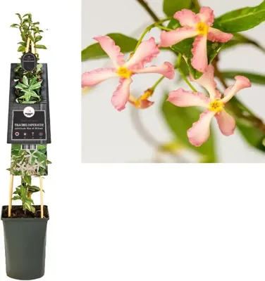 Trachelospermum asiaticum Star of Milano - Toscaanse jasmijn