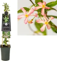 Trachelospermum asiaticum Star of Milano - Toscaanse jasmijn - thumbnail