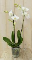 Vlinderorchidee Twee Takken wit 60 cm Phalaenopsis Warentuin Natuurlijk - Warentuin natuurlijk - thumbnail