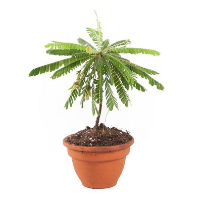 Biophytum sensitivum (minipalm) - P 9 cm Biophytum sensitivum (minipalm) - P 9 cm