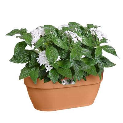 Elho vibia campana wall basket 35 terra Elho vibia campana wall basket 35 terra