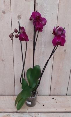 Vlinderorchidee phalaenopsis roze 3 takken kamerplant Warentuin Natuurlijk - Warentuin natuurlijk