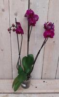 Vlinderorchidee phalaenopsis roze 3 takken kamerplant Warentuin Natuurlijk - Warentuin natuurlijk - thumbnail