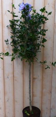 Hibiscus op stam Blauw 100 cm - Warentuin natuurlijk