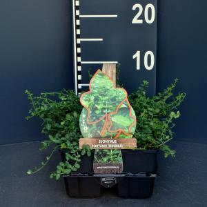 Kardinaalsmuts (euonymus fortunei "Minimus") bodembedekker - 6-pack - 1 stuks
