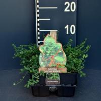 Kardinaalsmuts (euonymus fortunei "Minimus") bodembedekker - 6-pack - 1 stuks - thumbnail