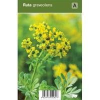 Wijnruit (ruta graveolens) kruiden - 12 stuks - thumbnail