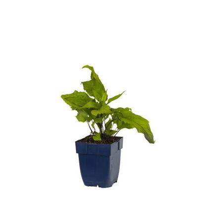 Aster divaricatus vaste plant Griffioen - Griffioen