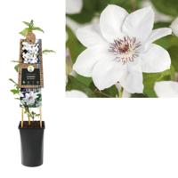 Klimplant Clematis Miss Bateman - Witte Bosrank - thumbnail
