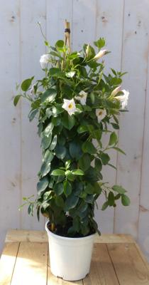 Dipladenia Mandevilla Sundaville wit 90cm Warentuin Natuurlijk - Warentuin natuurlijk