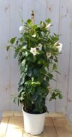 Dipladenia Mandevilla Sundaville wit 90cm Warentuin Natuurlijk - Warentuin natuurlijk - thumbnail
